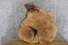 Thumbnail for Live Edge Round Cut Ash Coffee Table Top Wood Slab CLOSEOUT 42190