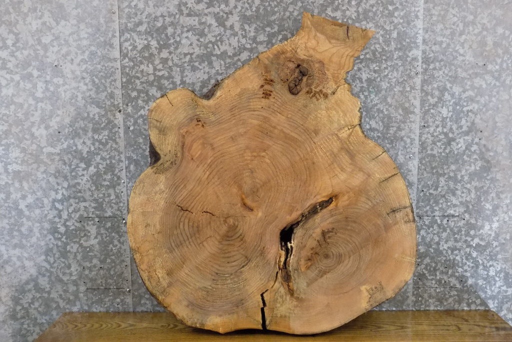 Live Edge Round Cut Ash Coffee Table Top Wood Slab CLOSEOUT 42190