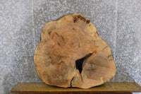 Thumbnail for Live Edge Round Cut Ash Coffee Table Top Wood Slab CLOSEOUT 42192