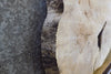 Thumbnail for Live Edge Round Cut Ash Coffee Table Top Wood Slab CLOSEOUT 42192