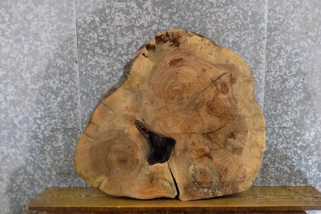Live Edge Round Cut Ash Coffee Table Top Wood Slab CLOSEOUT 42192