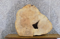 Thumbnail for Round Cut Live Edge Ash Coffee Table Top Wood Slab CLOSEOUT 42193