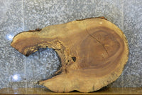 Thumbnail for Live Edge Oval Cut Ash Sofa Table Top Wood Slab CLOSEOUT 42208