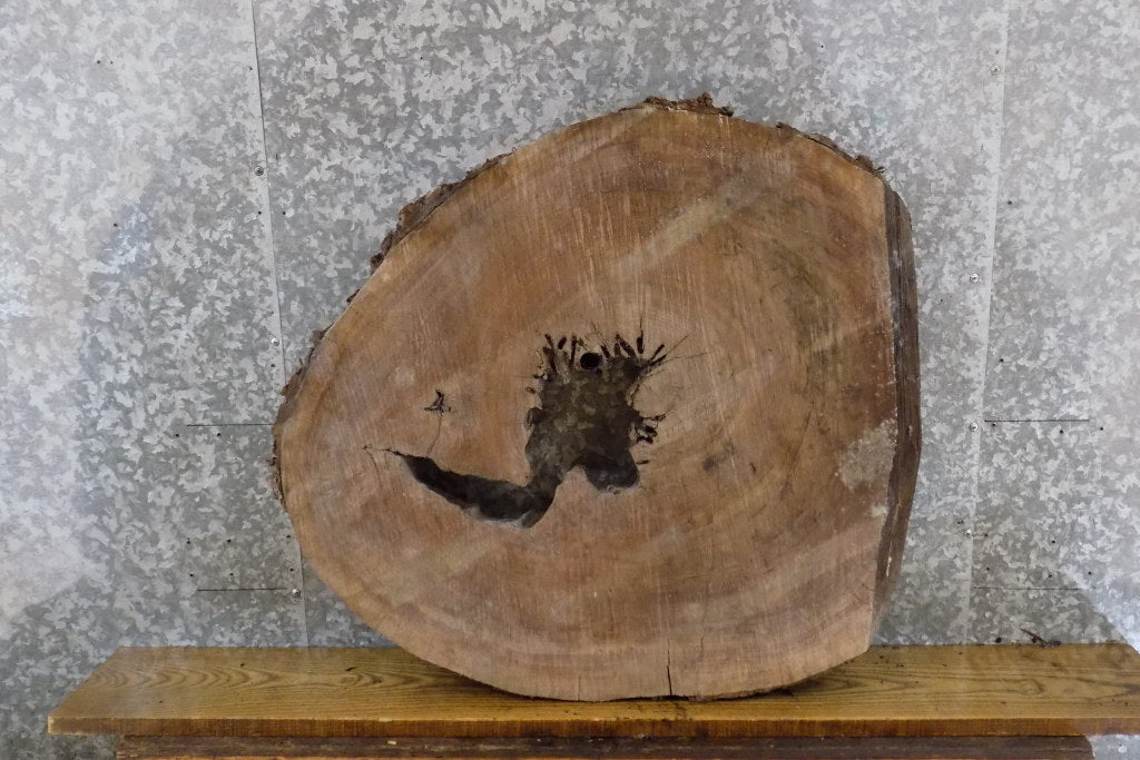 Natural Edge Round Cut Black Walnut Coffee Table Top Slab 42220