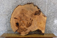 Thumbnail for Round Cut Live Edge Ash Coffee Table Top Slab CLOSEOUT 42234