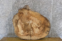 Thumbnail for Live Edge Reclaimed Round Cut Ash Coffee Table Slab CLOSEOUT 42236