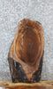 Thumbnail for Black Walnut Live Edge Tree Slice Charcuterie/End Table Slab 42250