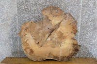 Thumbnail for Round Cut Spalted Maple Rustic Coffee Table Top Slab CLOSEOUT 42264