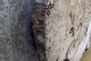 Thumbnail for Live Edge Round Maple Epoxy Project/Table Top Slab CLOSEOUT 42265