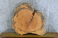 Thumbnail for Live Edge Round Cut Rustic Locust Sofa/Side Table  CLOSEOUT 42270