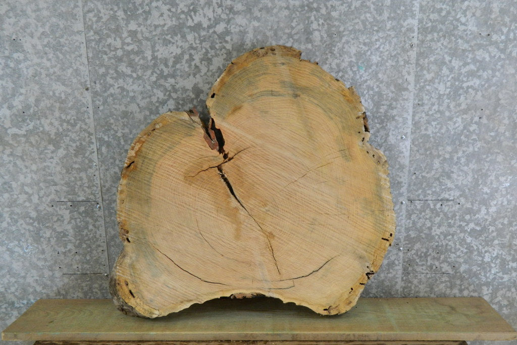 Natural Edge Locust Round Cut Sofa Table Top Slab CLOSEOUT 42283