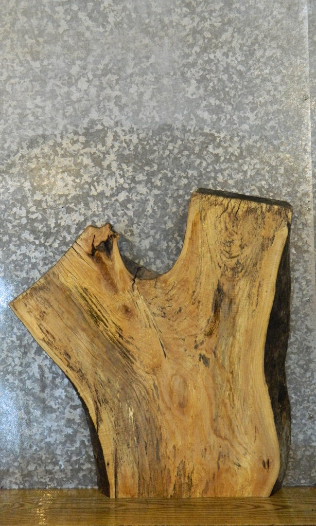Live Edge Ash Coffee/Side Table Top Wood Slab CLOSEOUT 42286
