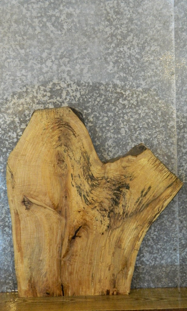 Live Edge Ash Sofa/Coffee/Side Table Top Wood Slab 42289
