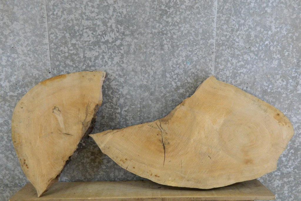 2- Live Edge Oval Cut Ash Split Board Slab Halves 42295