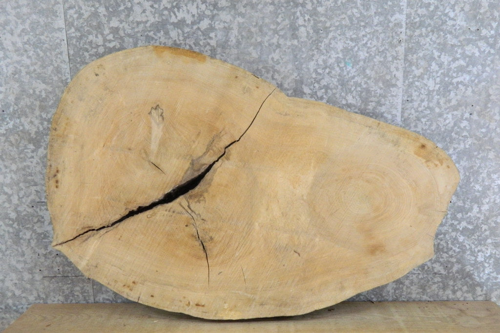 2- Live Edge Oval Cut Ash Split Board Slab Halves 42295