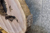 Thumbnail for Black Walnut Live Edge Coffee Table Top Slab, Epoxy 42306