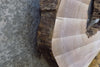 Thumbnail for Black Walnut Live Edge Coffee Table Top Slab, Epoxy 42307