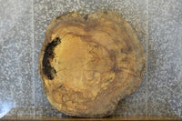 Thumbnail for Live Edge Round Cut Spalted Maple Coffee Table Slab CLOSEOUT 42314