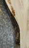 Thumbnail for Live Edge Ash Rustic Sofa/Coffee Table Top Wood Slab 42317