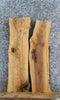 Thumbnail for 2- Live Edge Ash Side Table Tops/Taxidermy Mounts 4247-4248