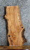 Thumbnail for Live Edge Ash Side Table Top/Taxidermy Mount 4251