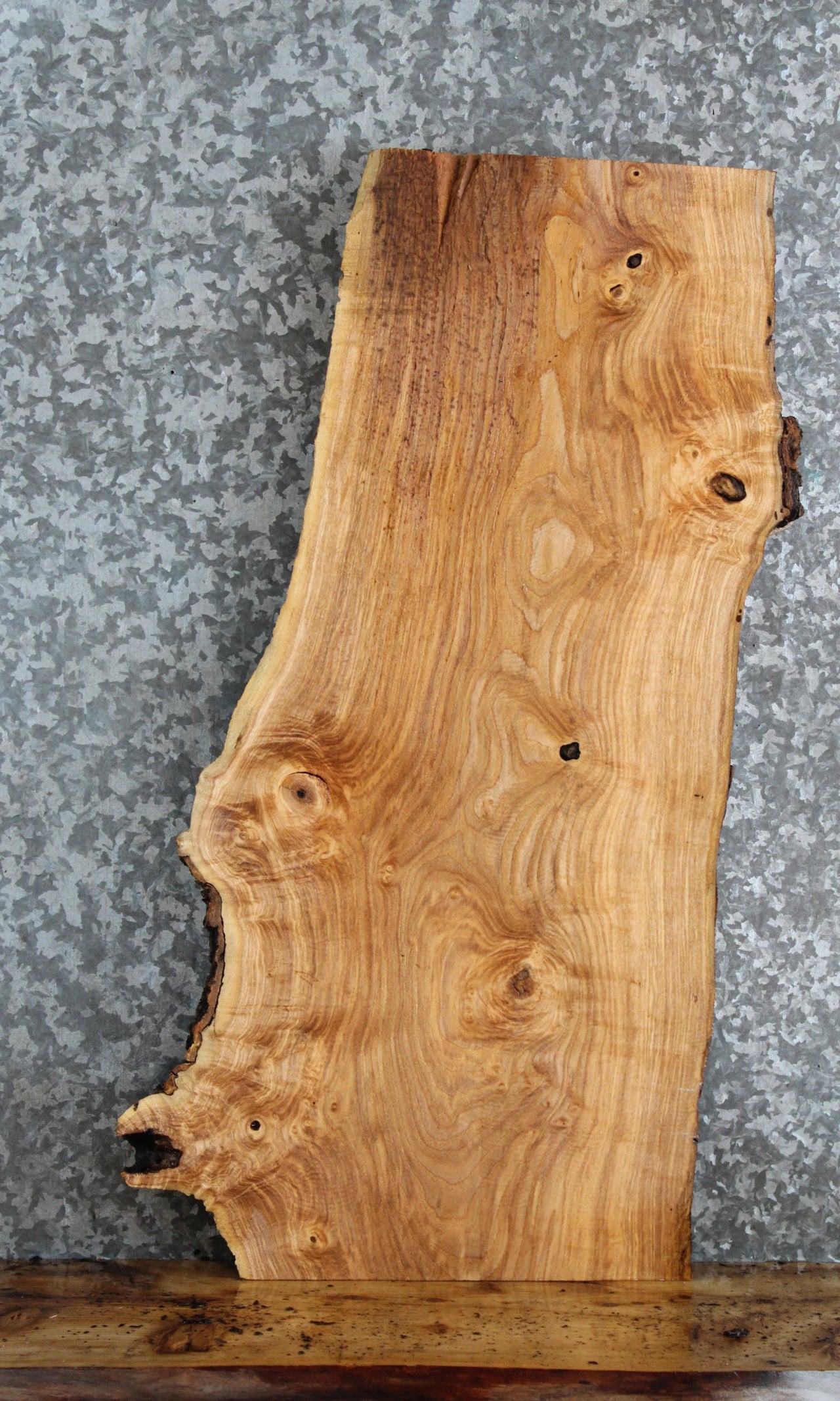 Live Edge Ash Side Table Top/Taxidermy Mount 4251