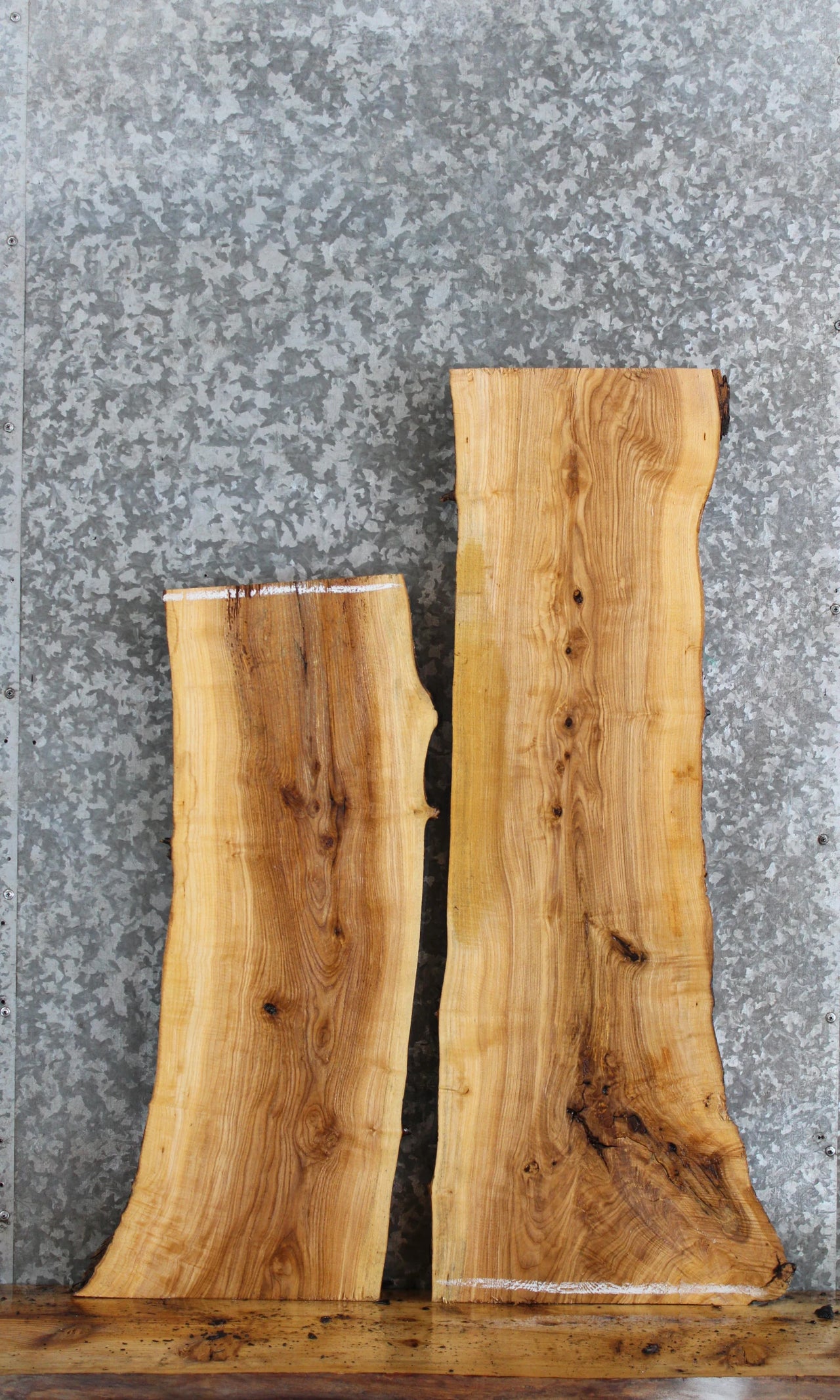2- Live Edge Ash Taxidermy Mounts/Side Table Tops 4261-4262