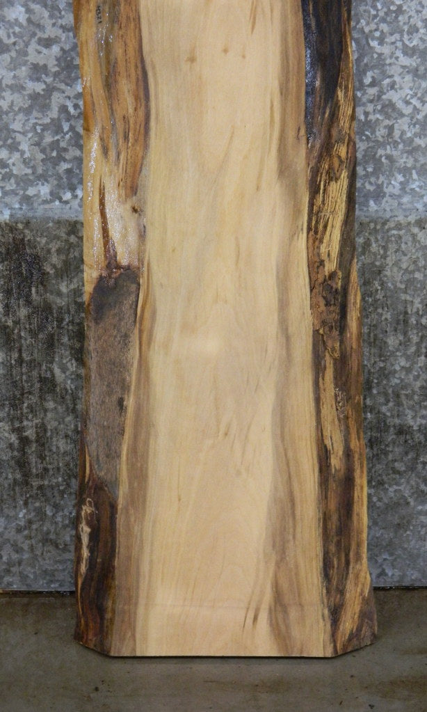 Live Edge Sycamore Sofa/Coffee Table Top Wood Slab CLOSEOUT 4321