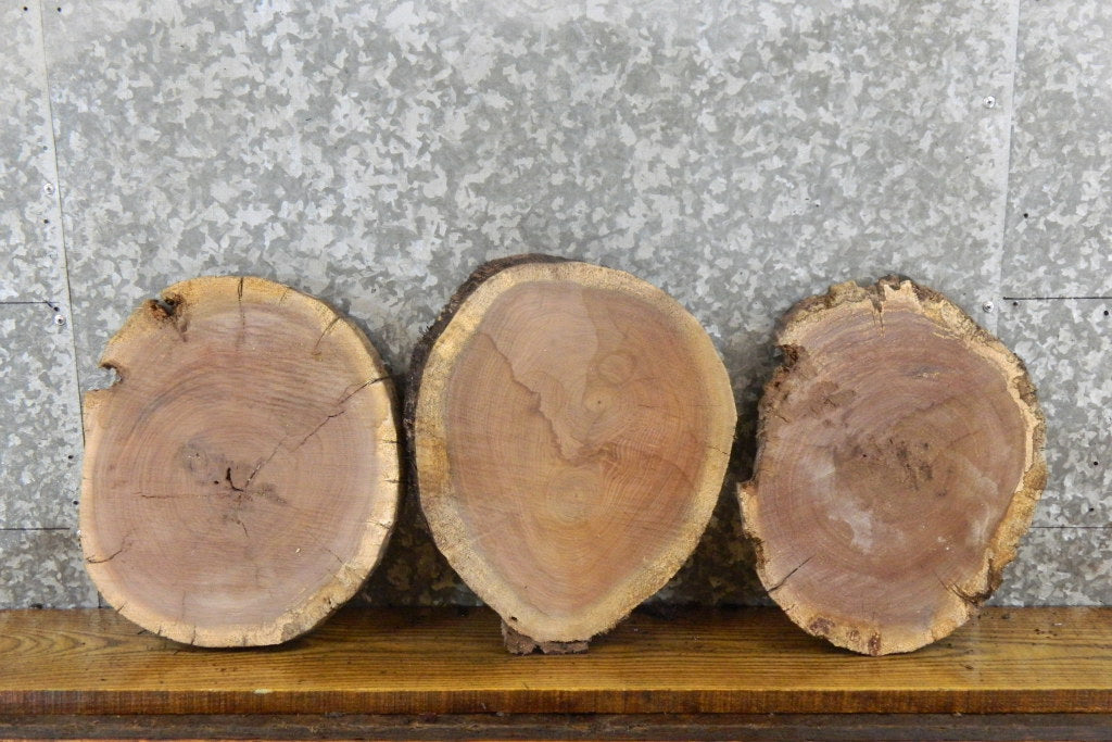 3- Round Cut Live Edge Black Walnut Centerpiece Slabs 12567-12569