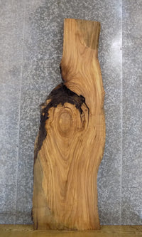 Thumbnail for Rustic Live Edge Elm Sofa/Coffee Table Top Wood Slab 4481