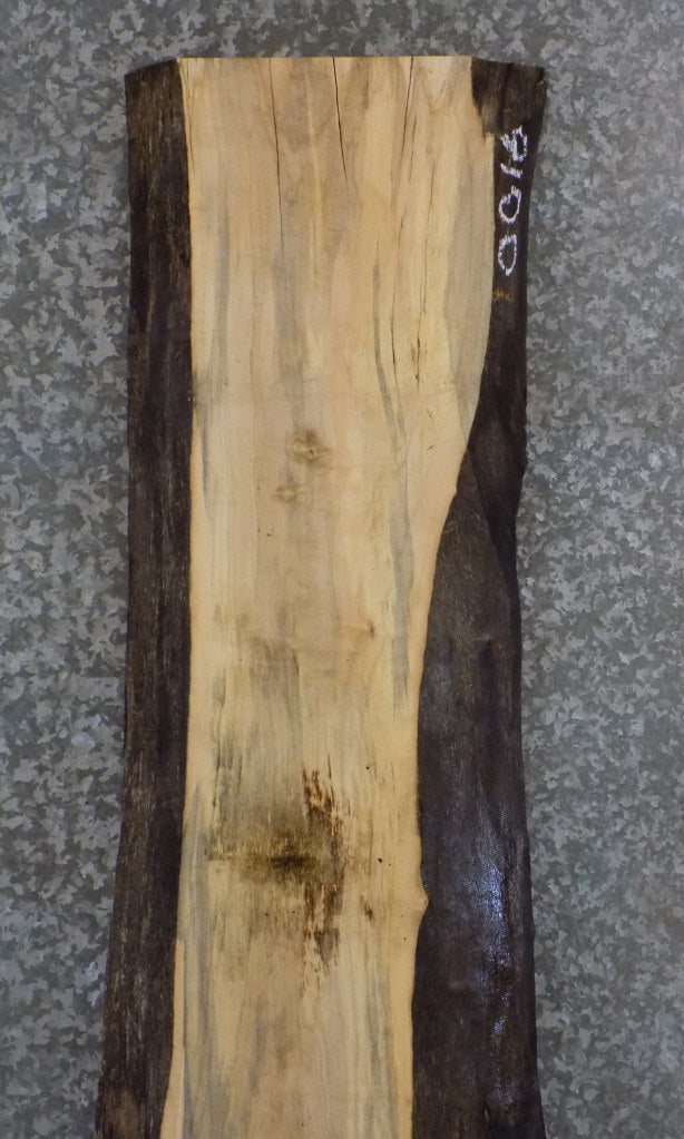 Spalted Maple Salvaged Live Edge Bar/Table Top Slab CLOSEOUT 45050
