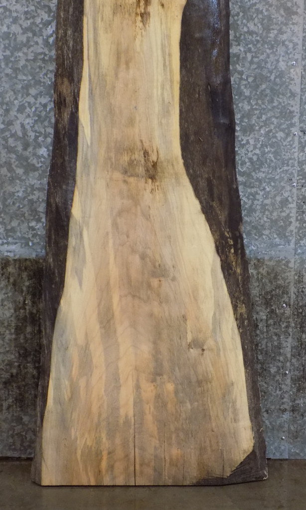 Spalted Maple Salvaged Live Edge Bar/Table Top Slab CLOSEOUT 45050