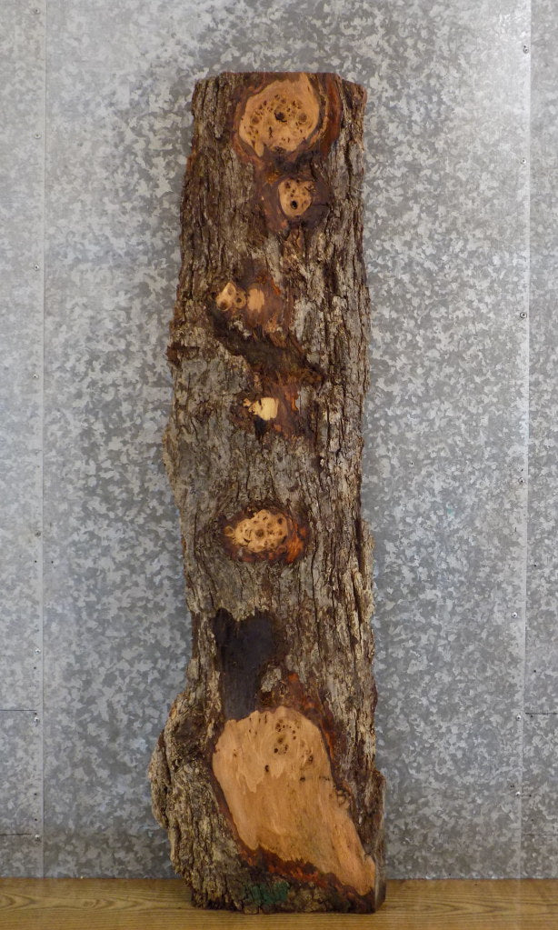 Rustic White Oak Live Edge Bark Accent/Sofa Table Top Slab 4545