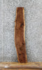 Thumbnail for Walnut Live Edge Taxidermy Slab 469
