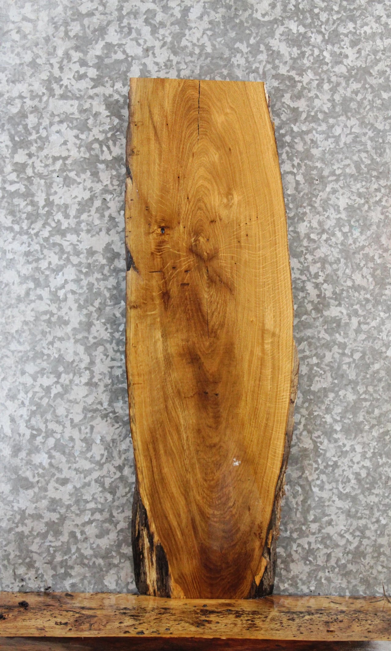 Live Edge White Oak Taxidermy Mount/Side Table Top Slab 4750