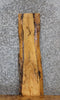 Thumbnail for Live Edge Ash Side Table Top/Taxidermy Mount 4830