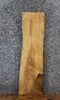 Thumbnail for Live Edge Ash Side Table Top/Taxidermy Mount 4830