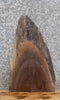 Thumbnail for Live Edge Black Walnut Taxidermy Mount/Wall Art Slab CLOSEOUT 5031