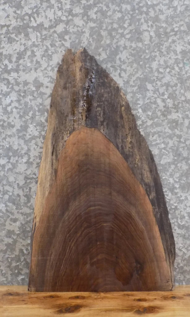 Live Edge Black Walnut Taxidermy Mount/Wall Art Slab CLOSEOUT 5031