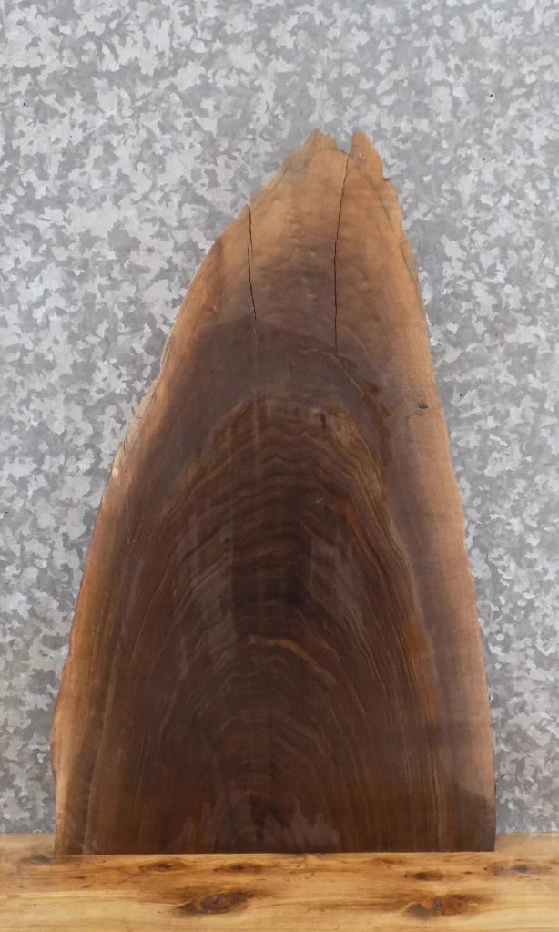 Live Edge Black Walnut Taxidermy Mount/Wall Art Slab CLOSEOUT 5031