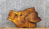 Thumbnail for Live Edge Mulberry Slab, Tree Slice, End Table Top 5032