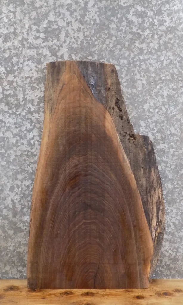 Live Edge Black Walnut Taxidermy Mount/End Table Top Slab 5065