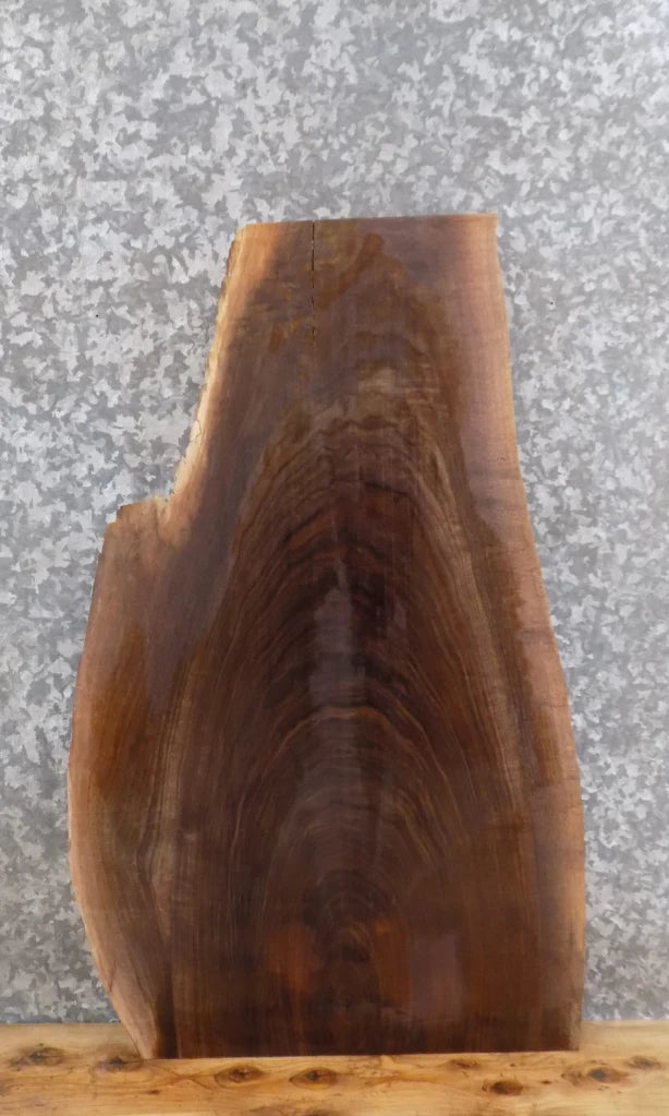 Live Edge Black Walnut Taxidermy Mount/End Table Top Slab 5065