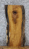 Thumbnail for Live Edge Ash Taxidermy Mount/Side Table Slab 5069
