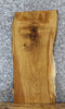 Thumbnail for Live Edge Ash Taxidermy Mount/Side Table Slab 5069