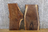 Thumbnail for 2- Rustic Black Walnut Live Edge DIY Charcuterier Boards/Slabs 5107-5108