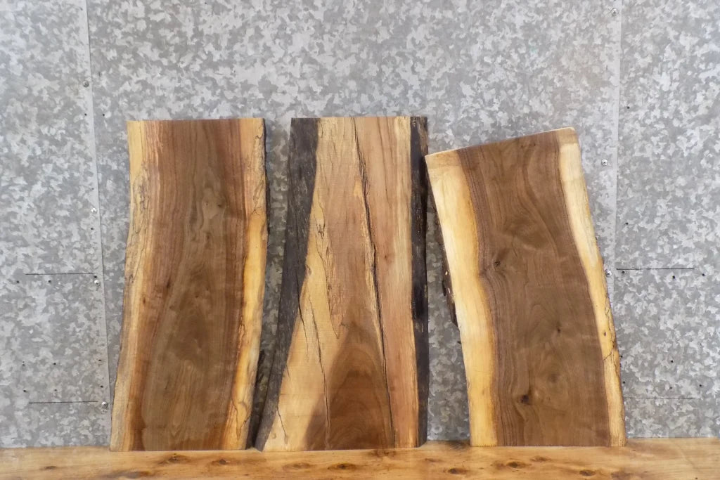 3- Live Edge Spalted Black Walnut Taxidermy Mounts/Wall Shelves 5177-5179
