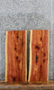 Thumbnail for 2- Natural Edge Red Cedar Taxidermy Boards 5180-5181