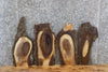 Thumbnail for 4- Live Edge Black Walnut Taxidermy Mount/Wall Art Slabs 5214-5217