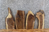 Thumbnail for 4- Live Edge Black Walnut Taxidermy Mount/Wall Art Slabs 5214-5217